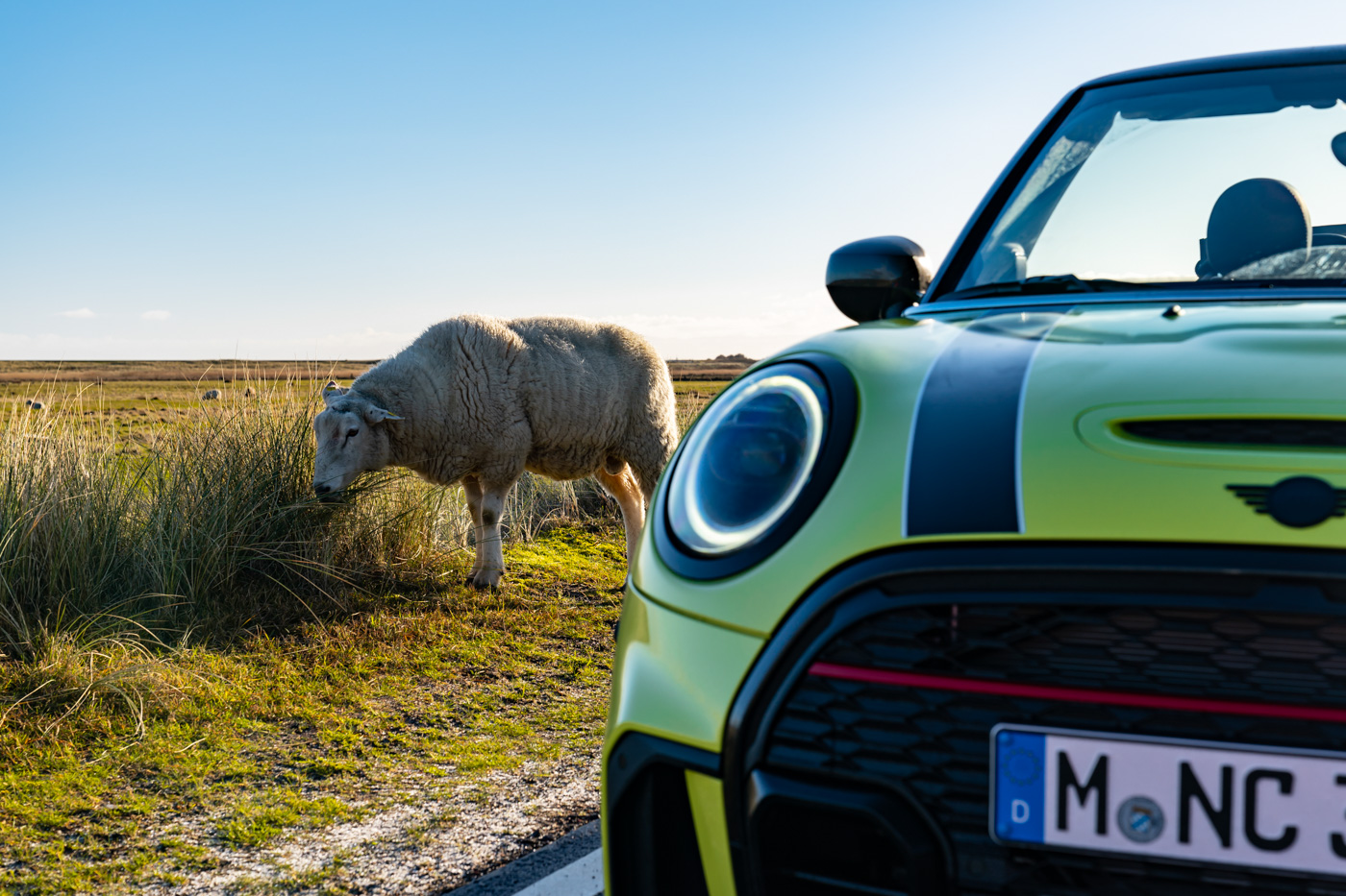 MINI (24).JPG